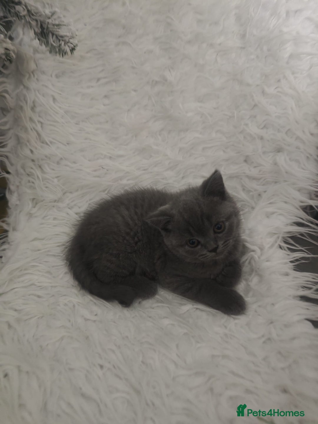British Shorthair cats for sale: BSH Kittens: Cream Boy & Blue-Grey Girl - Advert 13