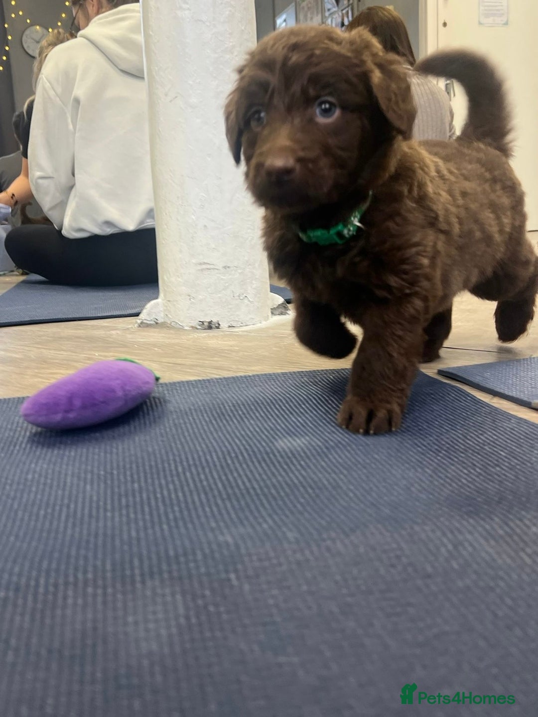 Mixed Breed dogs for sale: Beautiful Puppies – ONLY / LEFT!!! - Advert 34