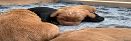 Cocker Spaniel dogs for sale: Working Cocker Spaniel Puppies - Advert 10