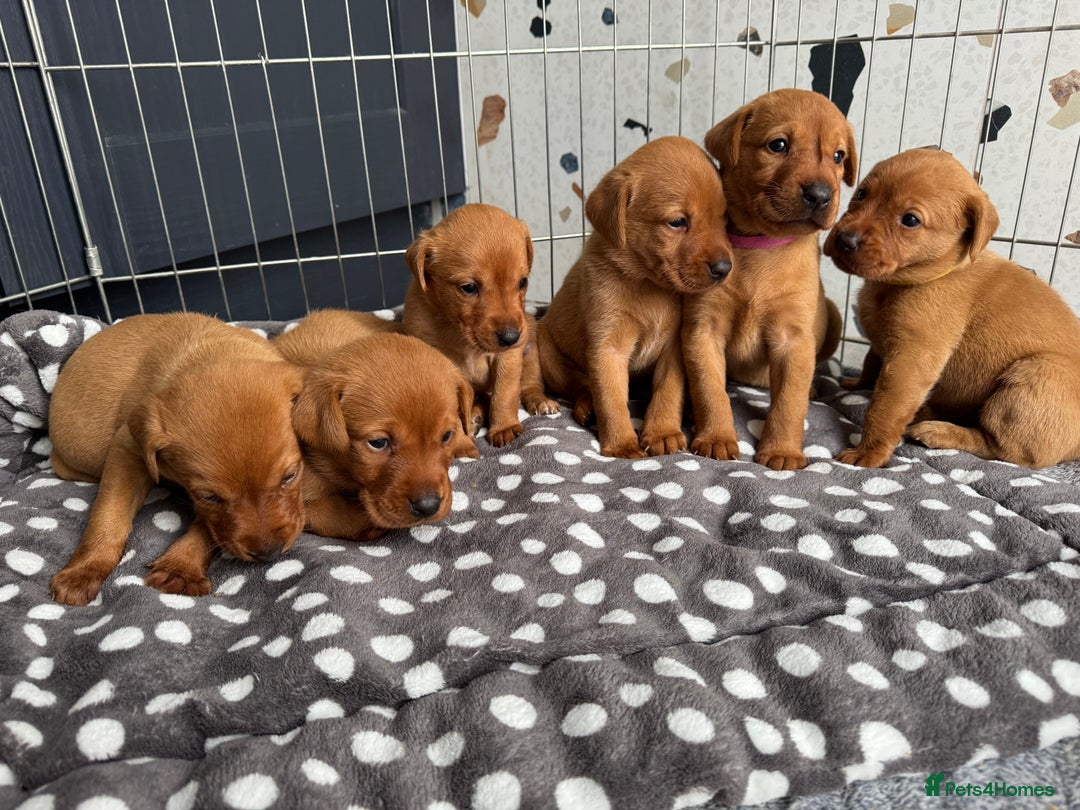 Labrador Retriever dogs for sale: KC registered Fox Red Labrador puppies  - Image 2
