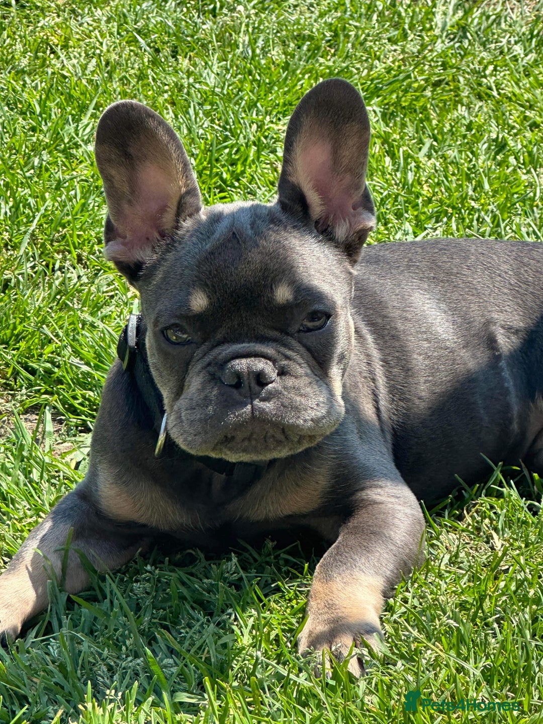 French Bulldog dogs for sale: 2 year old male, name is Blue - Image 16