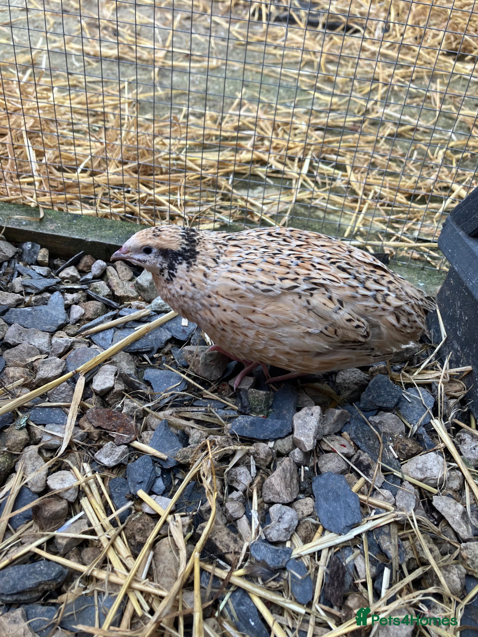 Quail poultry for sale: Female quail for sale  - Advert 5