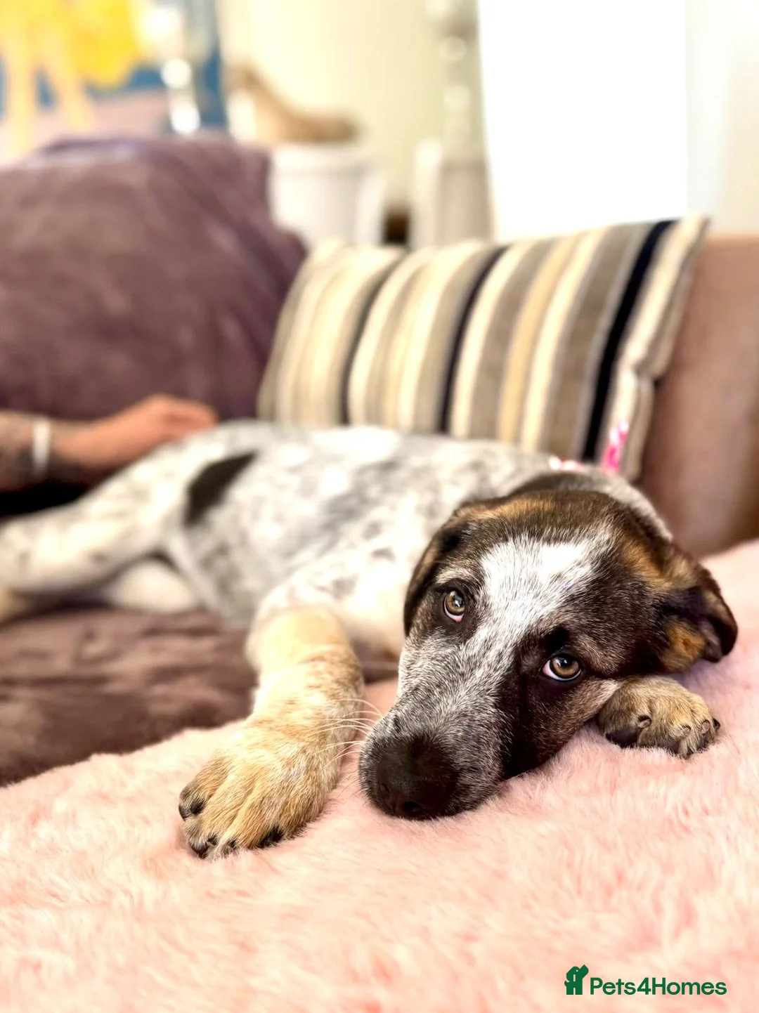 Mixed Breed dogs for adoption:  Easygoing Electra - Colourful Lab type - Advert 15