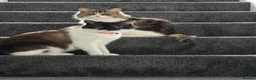 Mixed Breed cats for sale: 2 cats for sale - Advert 1