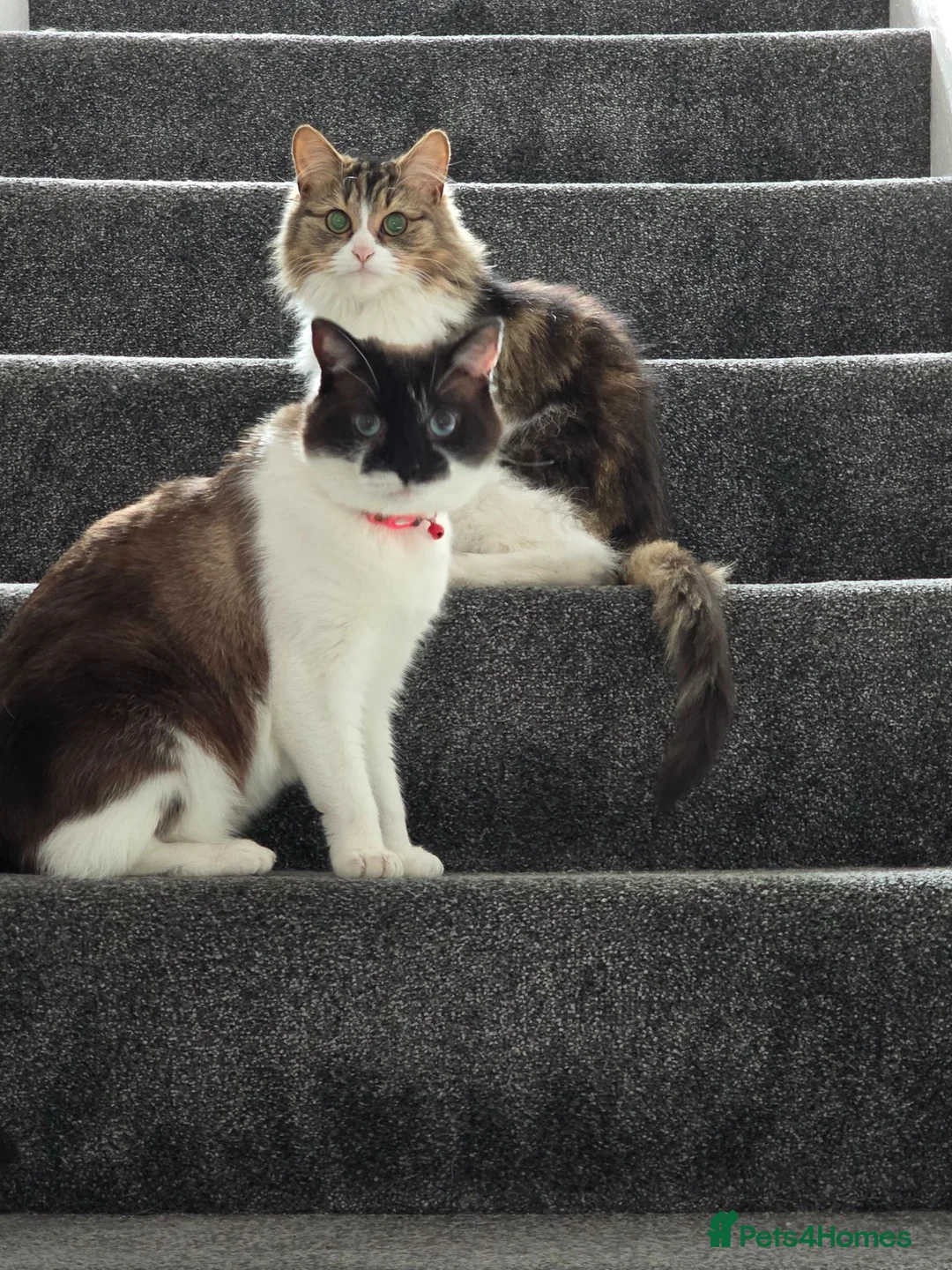 Mixed Breed cats for sale: 2 cats for sale - Advert 1