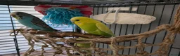 Budgerigars birds for sale: Budgies  - Advert 2