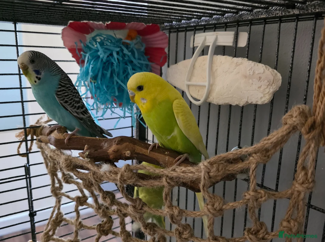 Budgerigars birds for sale: Budgies  - Advert 2