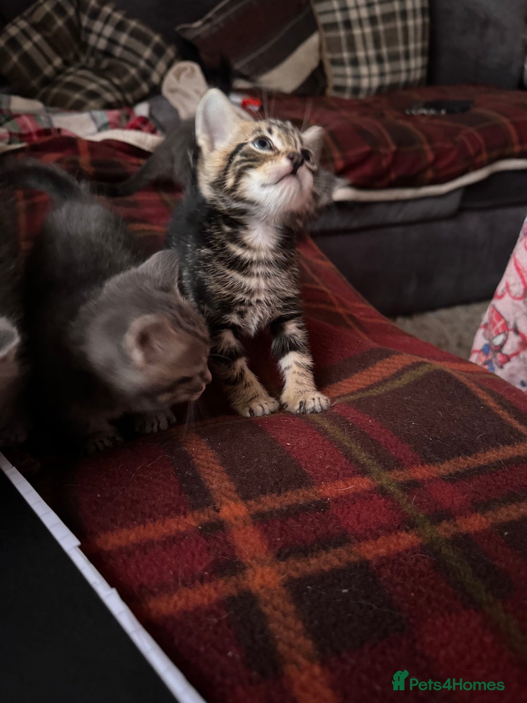 Mixed Breed cats for sale: I have 4 beautiful babies 3 boys 1 girl - Advert 15