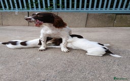 English Springer Spaniel dogs for sale: ESS bitch - Image 2