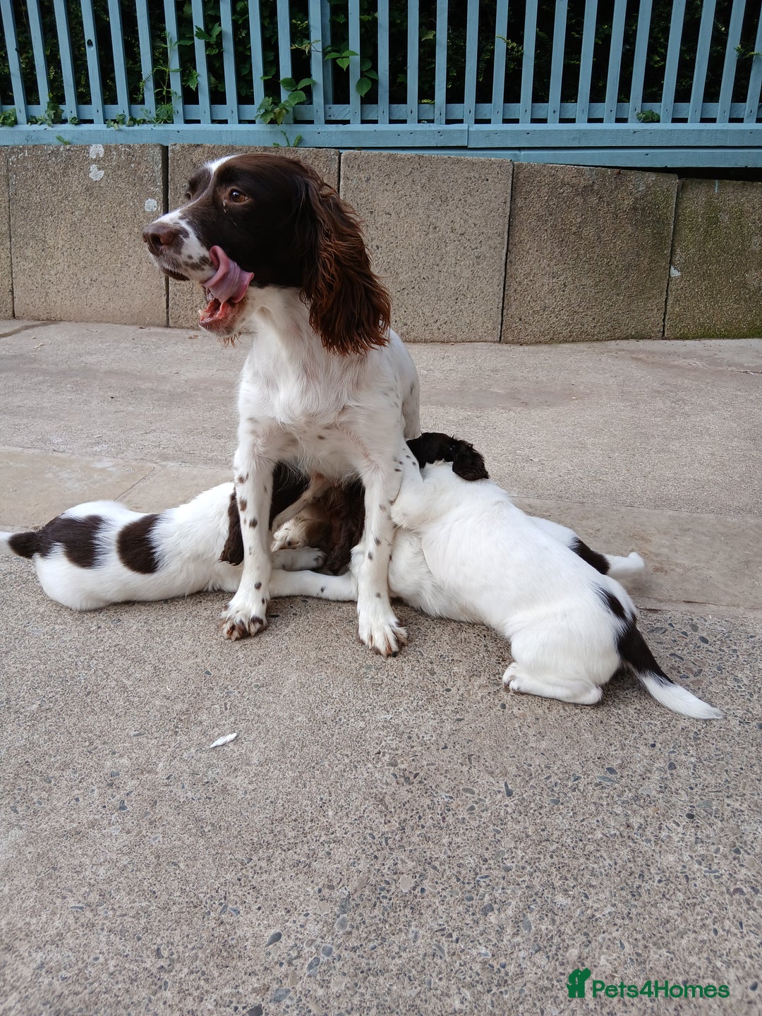English Springer Spaniel dogs for sale: ESS bitch - Image 2