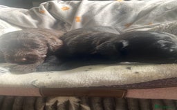 Mixed Breed dogs for sale: pudel pointers - Image 4