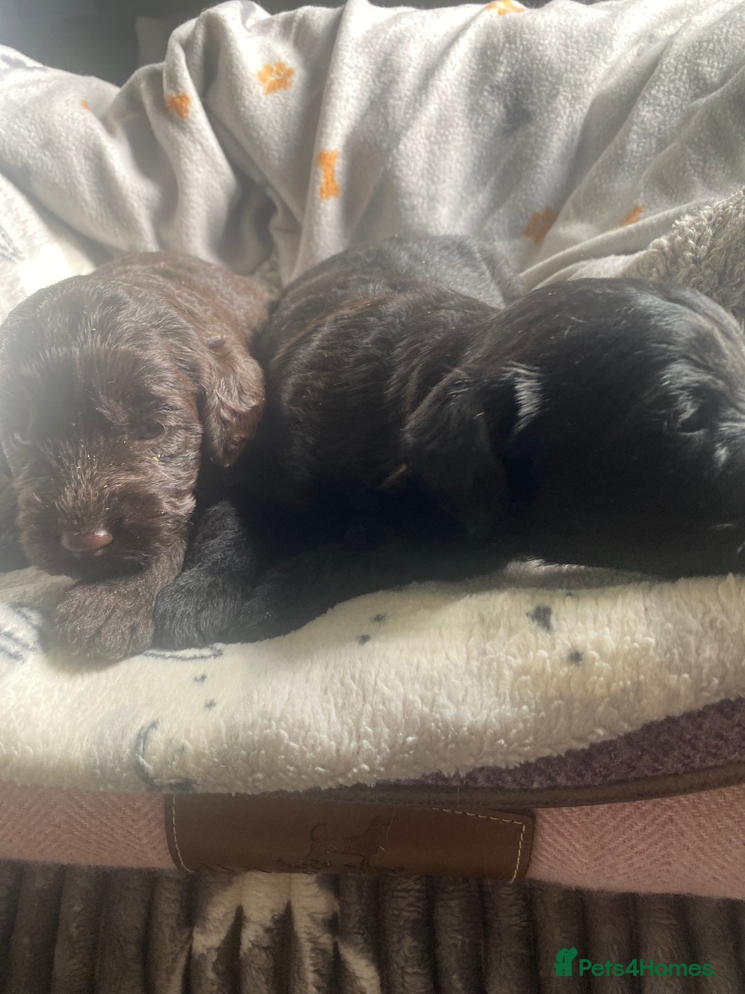 Mixed Breed dogs for sale: pudel pointers - Image 4