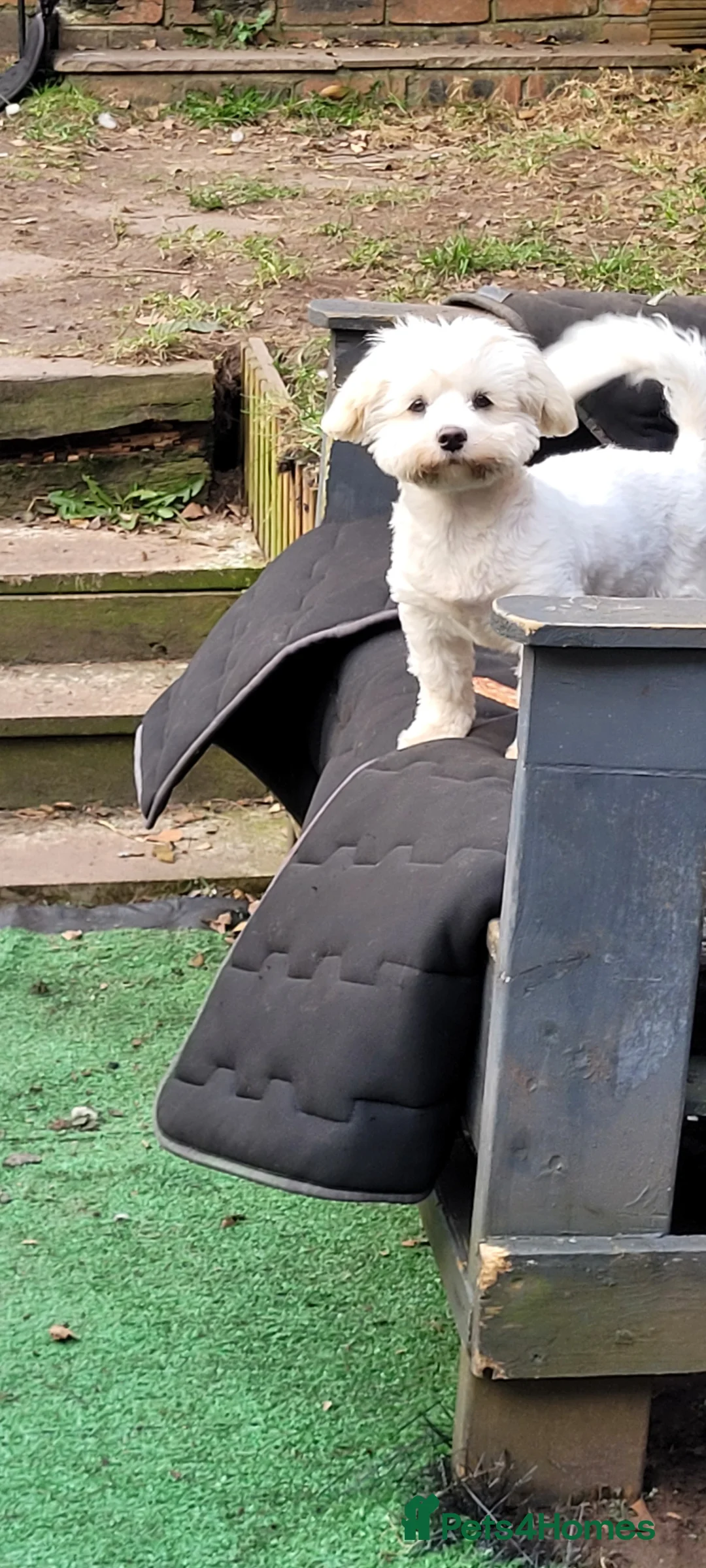 Mixed Breed dogs for sale: Mixed breed bichon and border terrier - Advert 3