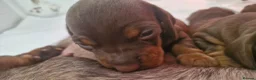 Dachshund dogs for sale: Beautiful minature Dachshund  - Advert 5