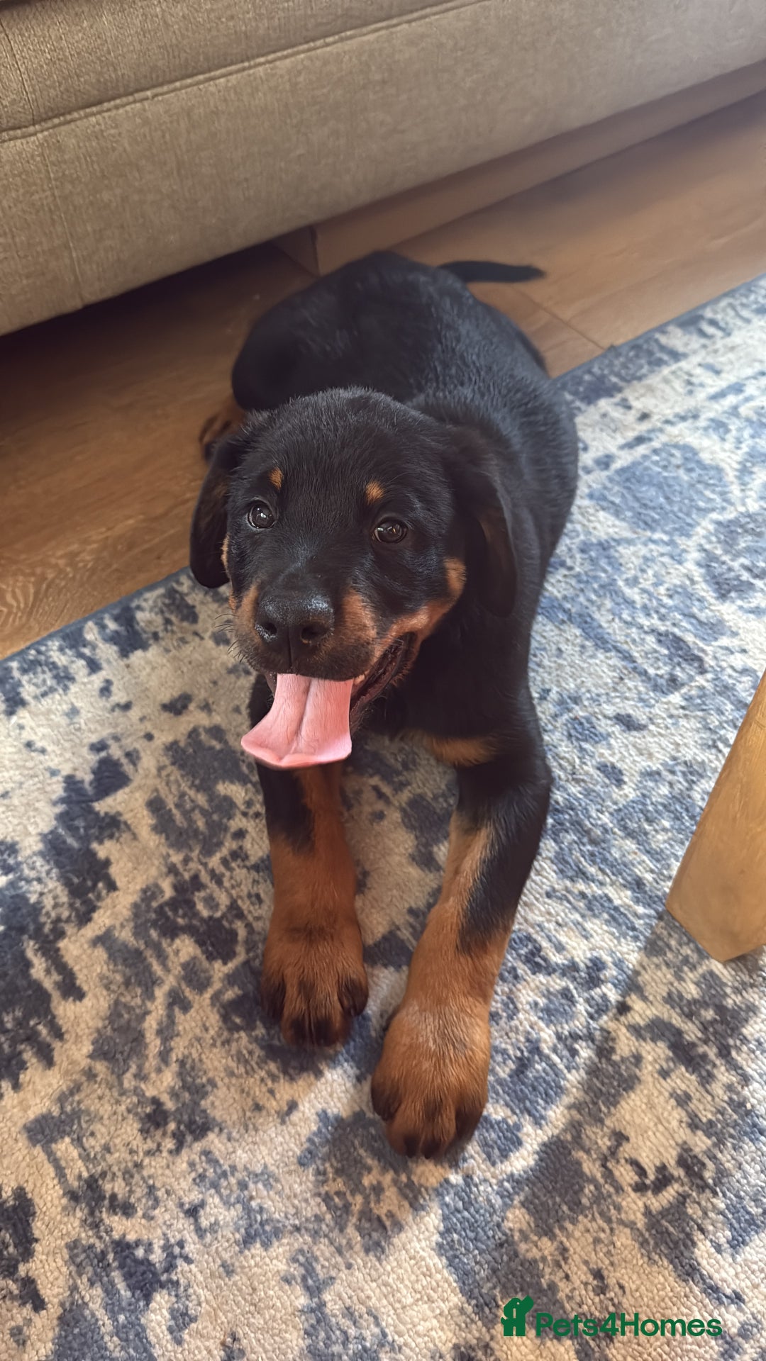 Rottweiler dogs for sale: Rottweiler puppy  - Image 4