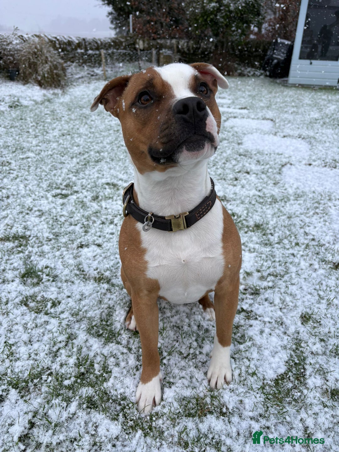 Staffordshire Bull Terrier dogs for sale: Male Staffordshire bull terrier  - Advert 8