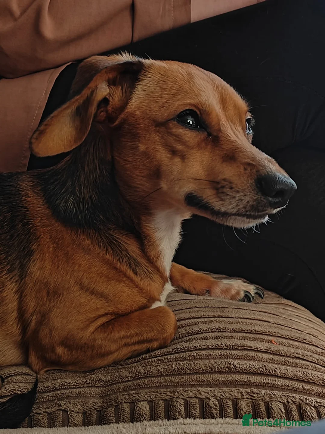 Chiweenie dogs for stud: Male Stud - Advert 1