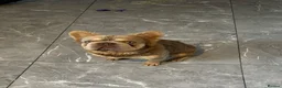 French Bulldog dogs for stud: Enzo  - Advert 4