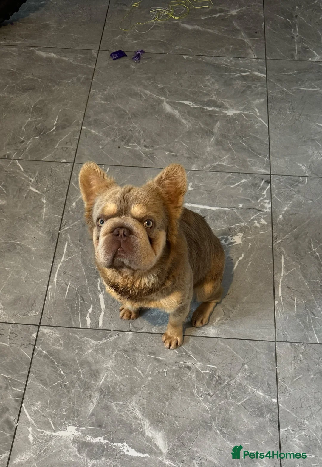 French Bulldog dogs for stud: Enzo  - Advert 4