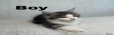 Maine Coon 3