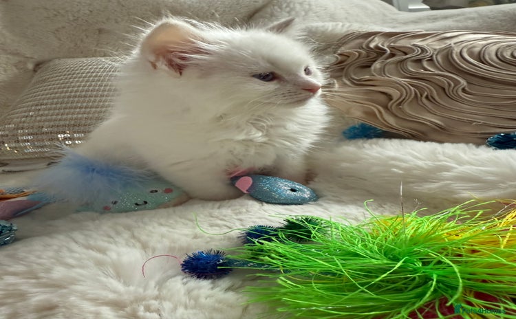 Ragdoll cats - Advert 2