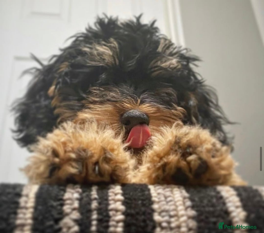 Cockapoo dogs for sale: Black and Tan Cockapoo Puppy - Image 3