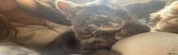 Norwegian Forest Cat cats for sale: Norwegian forest/Persian - Advert 1