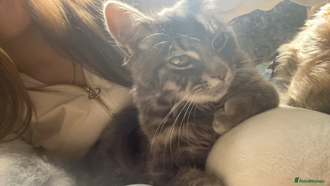 Norwegian Forest Cat cats for sale: Norwegian forest/Persian - Advert 1