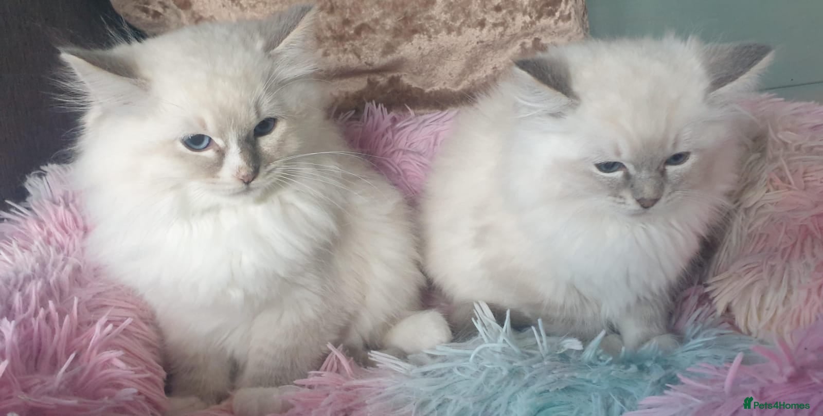 Ragdoll cats Absolutely Stunning GCCF Registered Kittens. - Advert 13
