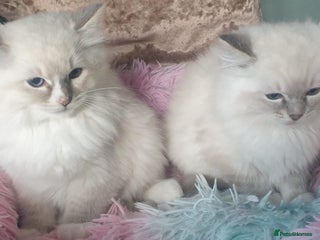 Ragdoll cats Absolutely Stunning GCCF Registered Kittens. - Advert 1