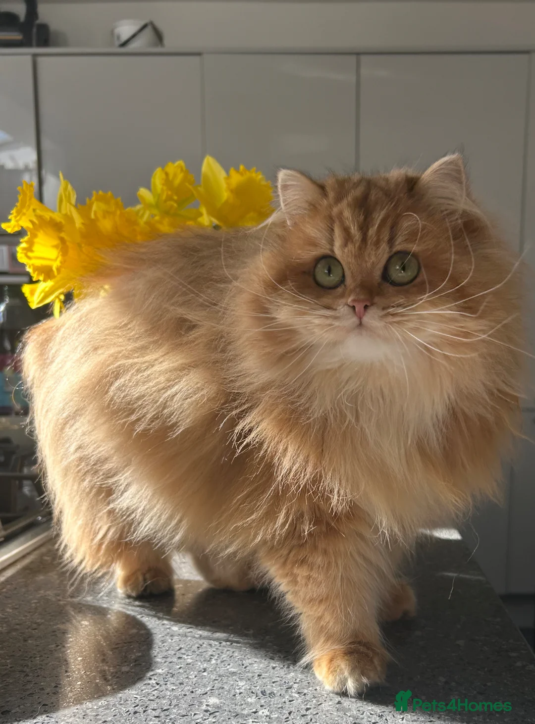 British Longhair cats for sale: Female British Longhair Cat- 1 year old  - Advert 8