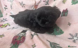 Shihpoo dogs for sale: Shihpoo puppies  - Image 8