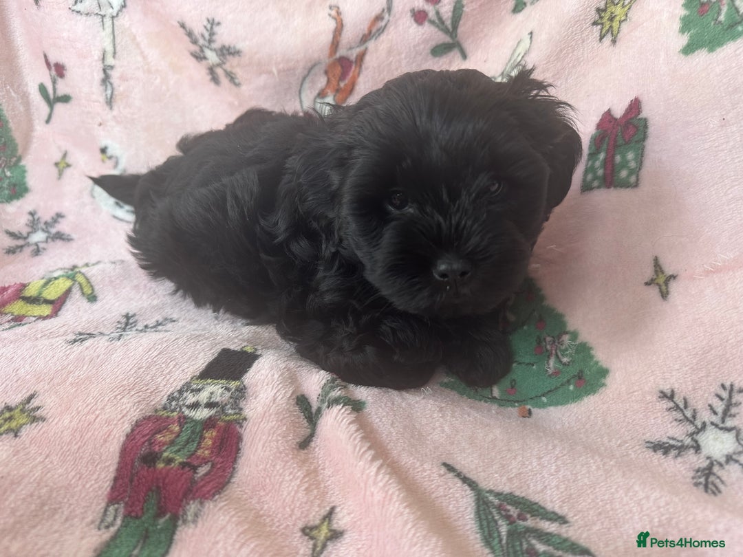 Shihpoo dogs for sale: Shihpoo puppies  - Image 8