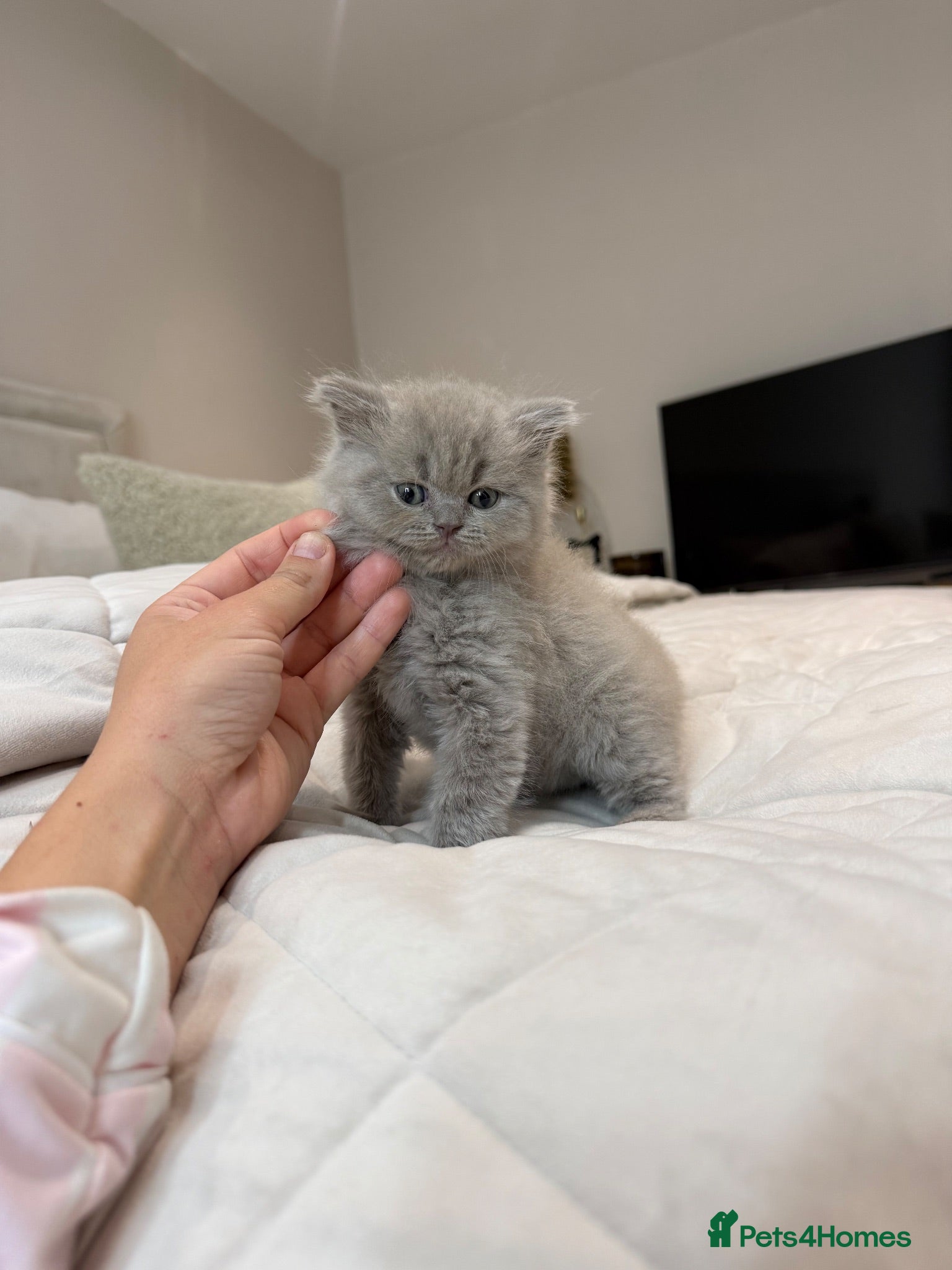 British Shorthair cats British shorthair X Scottish fold  - Advert 2