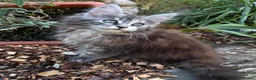 Maine Coon cats for sale: TICA Registered Pedigree Maine Coon Girls - Advert 7