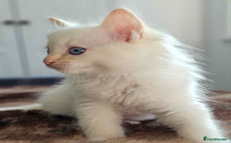 Ragdoll cats - Advert 11