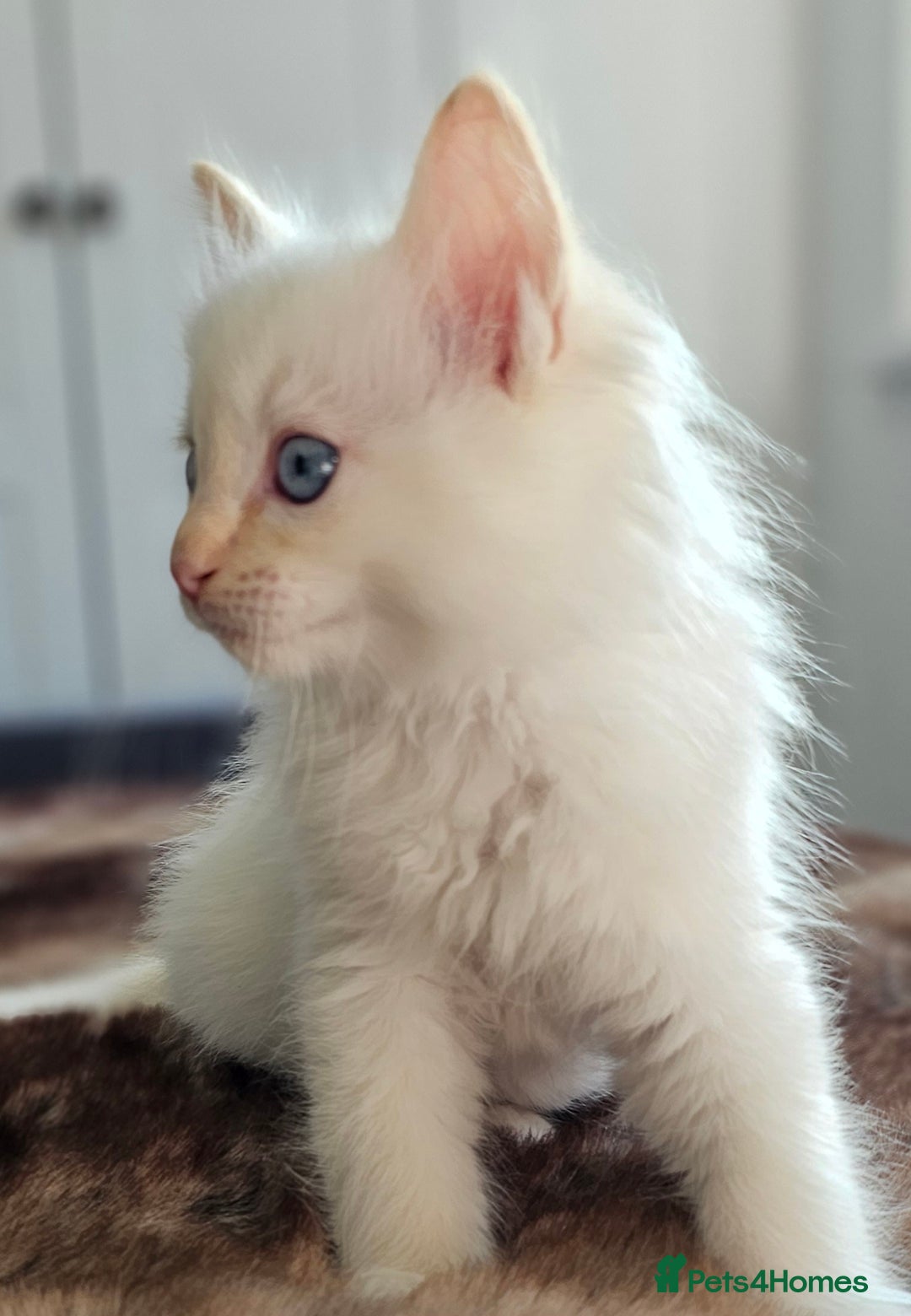 Ragdoll cats for sale: Stunning ragdoll kittens  - Image 11