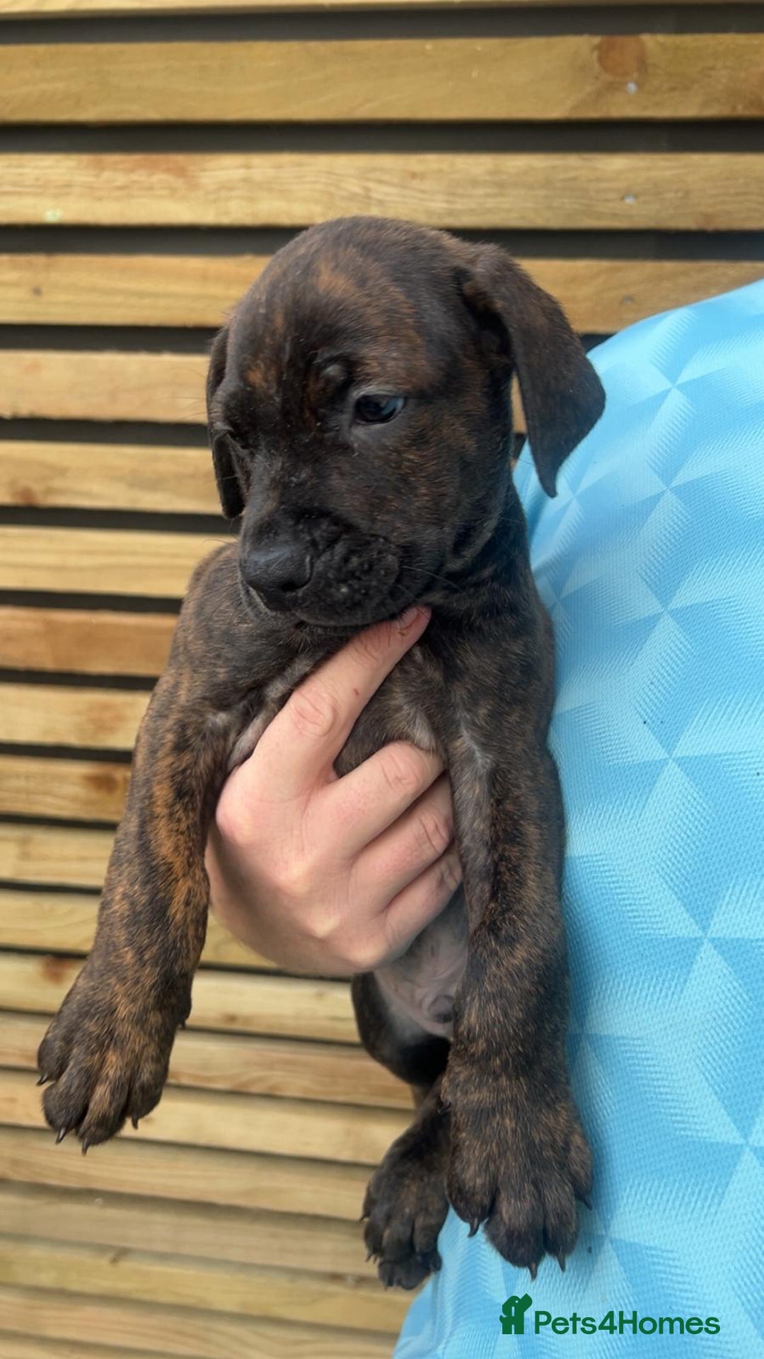 Mixed Breed dogs for sale: cane corso x doberman pups - Image 3