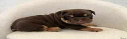 English Bulldog dogs for sale: Stunning English Bulldog Puppies 💖 - Advert 26
