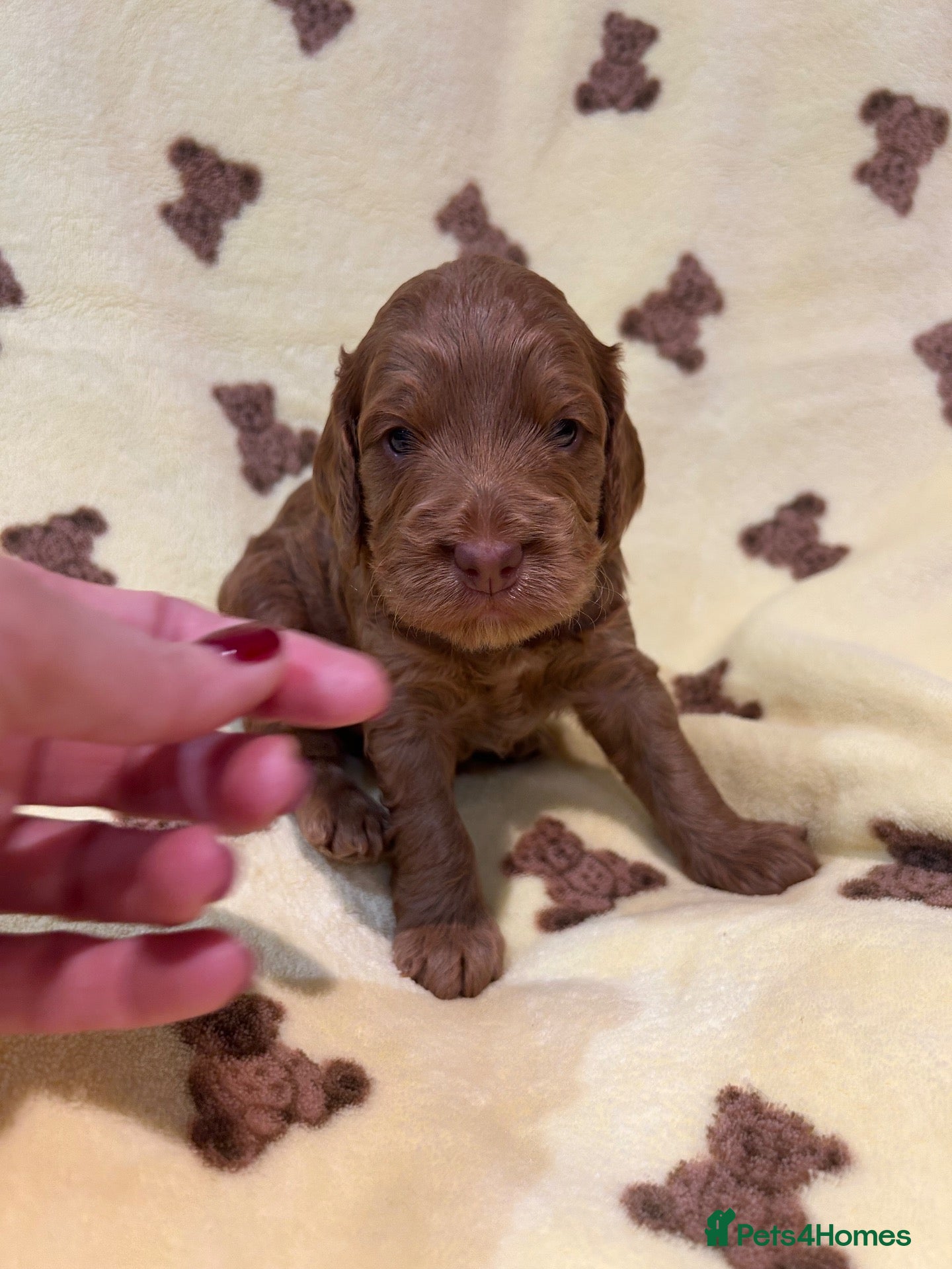 Cockapoo dogs for sale: F1 cockapoo puppies looking for 5⭐️ families  - Advert 2