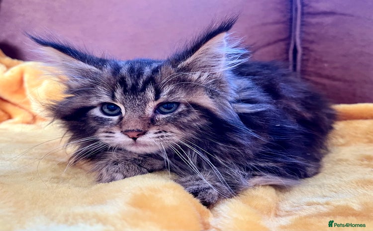 Maine Coon cats 2 Gorgeous Maine Coon Girl kittens - Advert 2