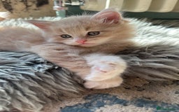 Maine Coon cats for sale: TICA registered pedigree Maine Coon kittens  - Image 13