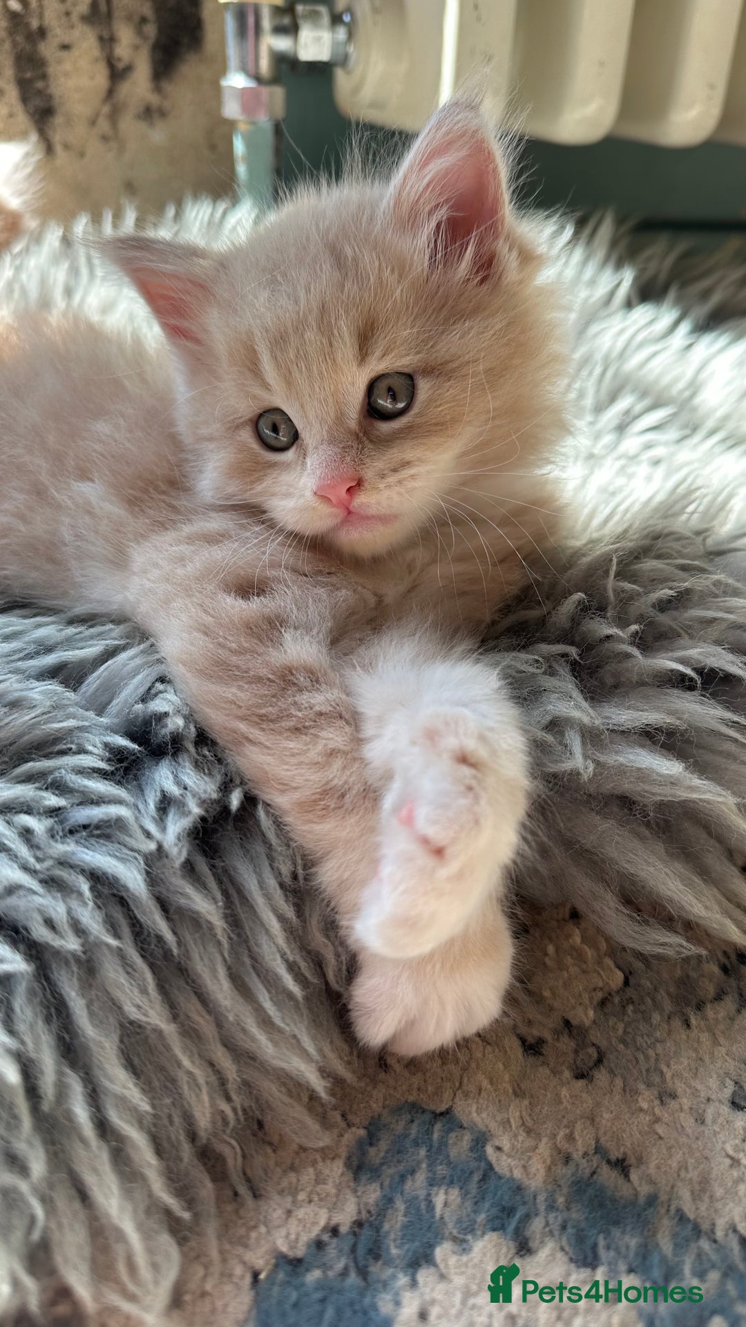 Maine Coon cats for sale: TICA registered pedigree Maine Coon kittens  - Image 13