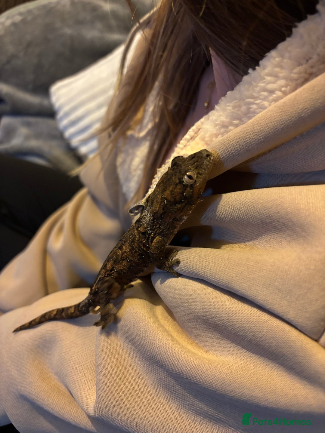 Gecko reptiles for sale: Male Mossy Gecko (Chahoua) - Advert 4