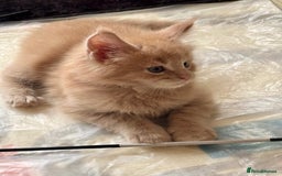 Maine Coon cats for sale: ✨Stunning Maine Coon Kittens Champion Bloodline!✨ - Image 6