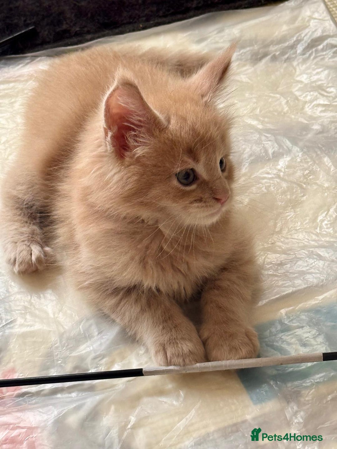 Maine Coon cats for sale: ✨Stunning Maine Coon Kittens Champion Bloodline!✨ - Image 6