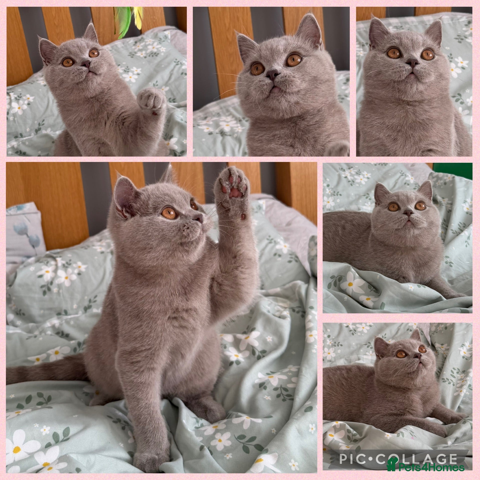 British Shorthair cats 🏆GCCF Registered BSH Active Lilac Girl🏆 - Advert 1
