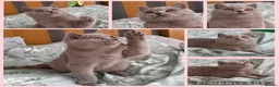 British Shorthair cats for sale: 🏆GCCF Registered BSH Active Lilac Girl🏆 - Advert 1