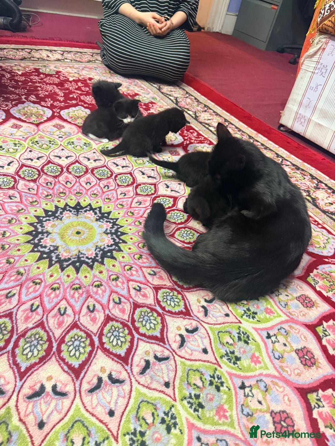 Mixed Breed cats for sale: Mixed breed - Advert 5