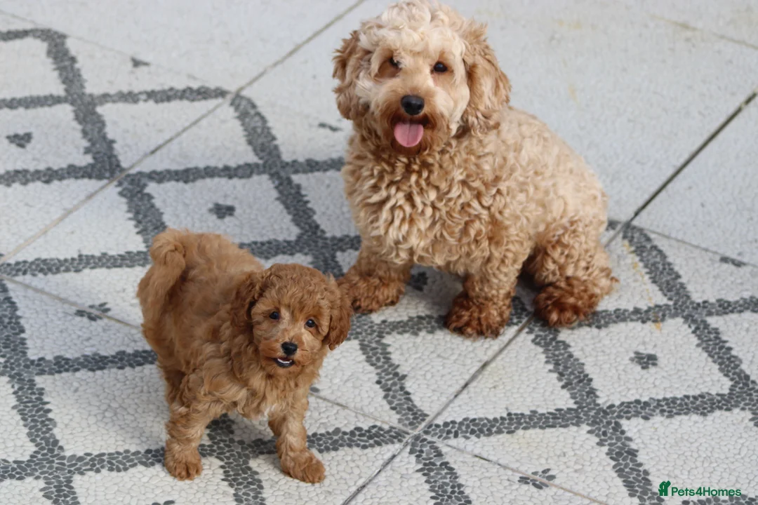 Cavapoochon dogs for sale: Cavapoochon puppies for sale Fox Red  - Advert 35